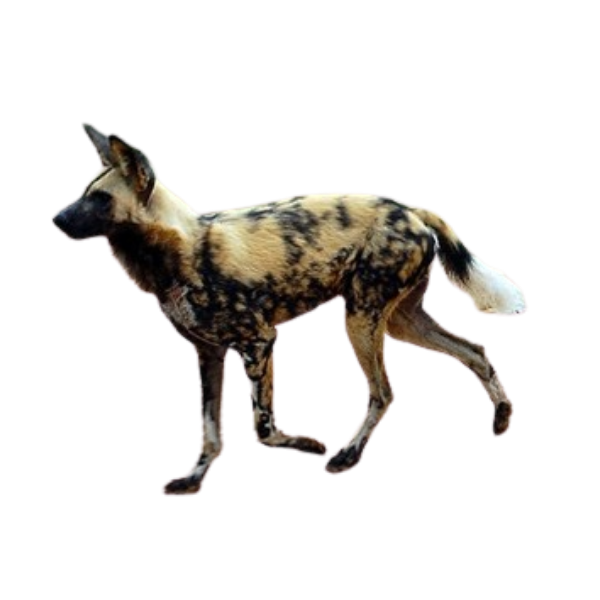 Chó hoang châu Phi