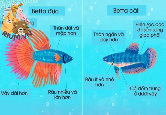 Tiêu đề ảnh phân biệt cá Betta trống mái ảnh 2