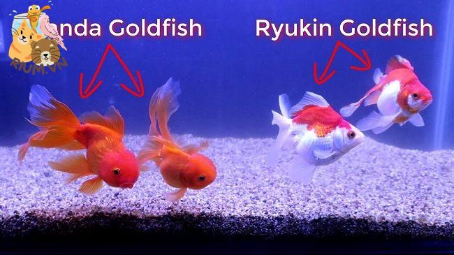 phân biệt các vàng ryukin