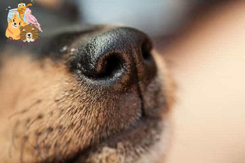 Chó Bị Chảy Máu Mũi: Nguyên Nhân Và Cách Xử Lý