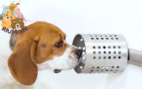 Khứu giác nhạy bén của chó có thể phát hiện ung thư