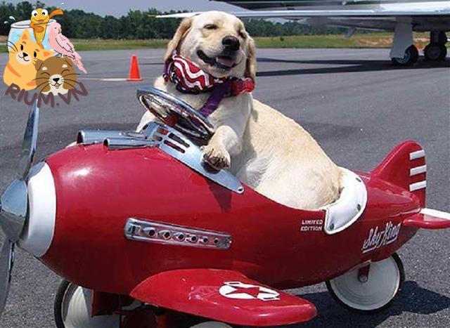 Cách xử lý giấy tờ cho chó đi máy bay