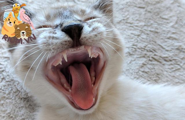Nhìn răng đoán tuổi và lưu ý khi mèo thay răng