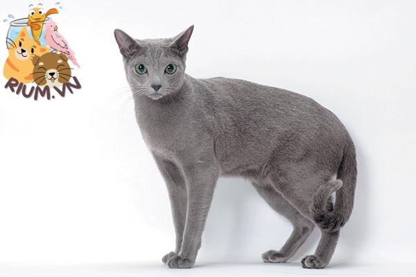 Russian Blue with a slight tail curl
