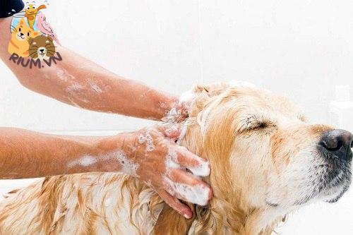 Dùng sữa tắm trị ve chó