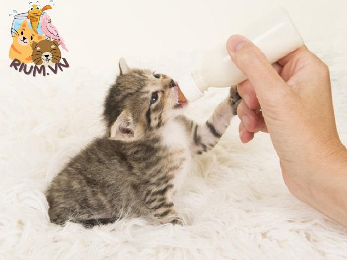 Cho mèo con uống sữa ngoài nếu không bú mẹ