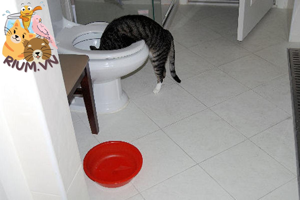 Một con mèo biết phân biệt thể hiện sự lựa chọn sắc sảo của mình về bát nước.