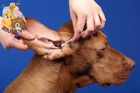 Nhổ lông tai và làm sạch tai cho chó hàng ngày