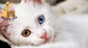 Tại sao mèo có 2 màu mắt?