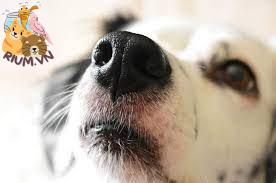Mũi chó khô hay ướt – Dấu hiệu sức khỏe