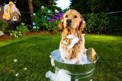Tắm cho chó đúng cách để chó hết hôi, thơm lâu