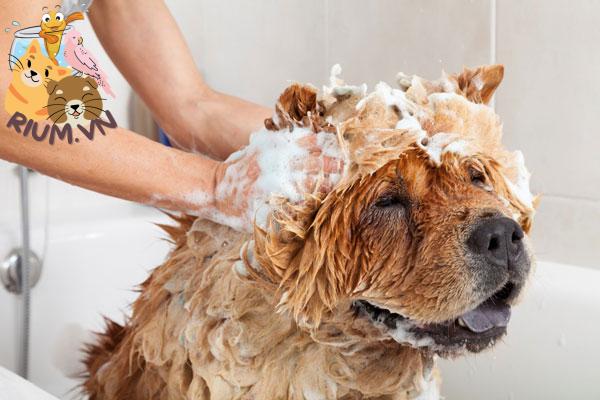 Bí quyết tự làm dầu tắm cho chó an toàn và hiệu quả