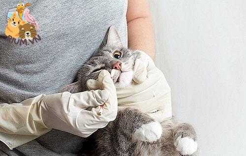 cách cho mèo uống thuốc tẩy giun