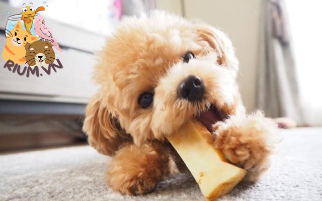 Những lý do bạn không nên cho chó ăn nhiều đồ ngọt