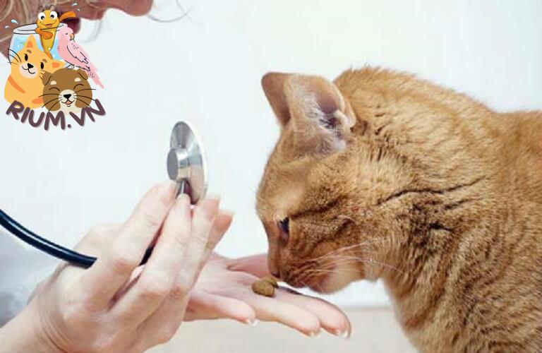 Cách xử lý khi mèo ăn phải bả hiệu quả nhanh chóng