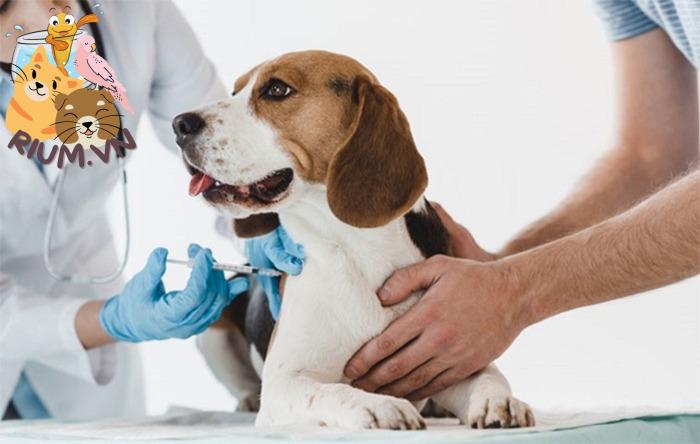 Lịch tiêm phòng cho chó – Những lời khuyên từ bác sĩ thú y