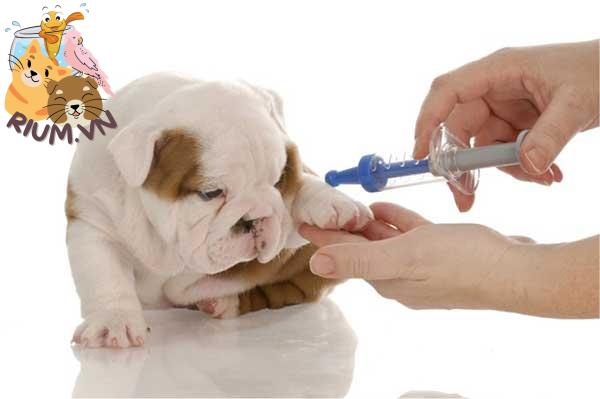 Tiêm phòng bệnh trùng xoắn móc câu cho chó