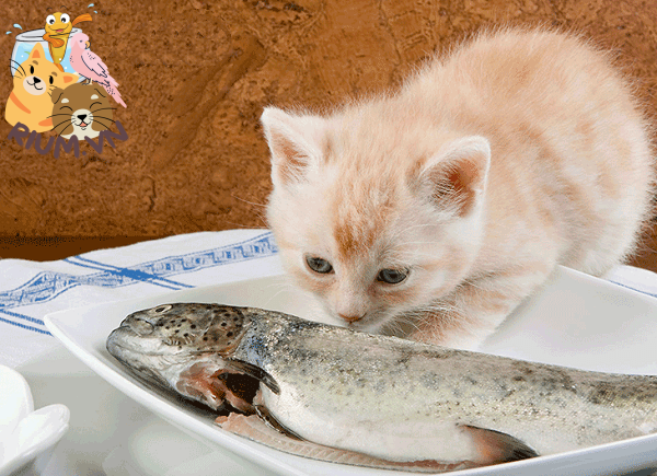 Thức ăn dinh dưỡng cho mèo giàu Taurine
