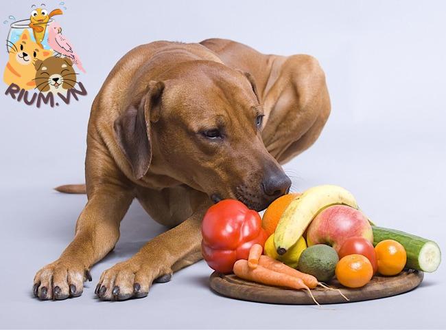 8 hiểu lầm về dinh dưỡng cho thú cưng