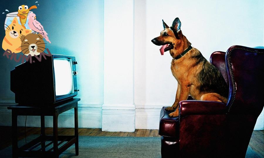 Chó có xem TV không?