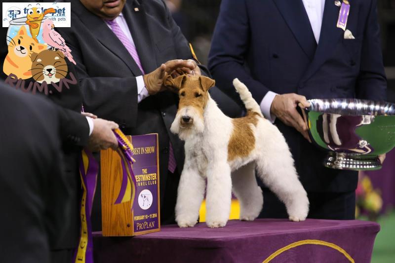 Westminster dogs show winner 1