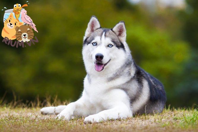 Hỏi đáp nhanh: Chó Husky có thông minh không?
