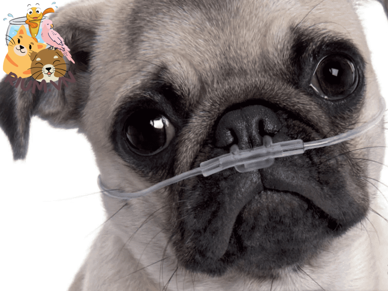 Khi phát hiện chó Pug con bị sổ mũi, bạn cần phải rửa 2 lỗ mũi chúng thật sạch sẽ