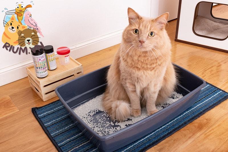 Phân tích nước tiểu cho mèo