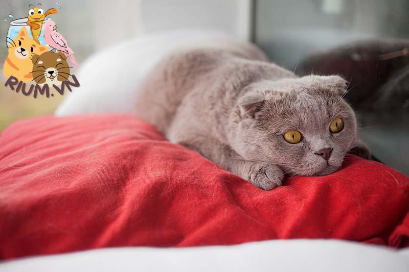 Một chú mèo Scotland nếp gấp màu bạc xinh đẹp buồn bã với đôi mắt to màu hổ phách căng thẳng