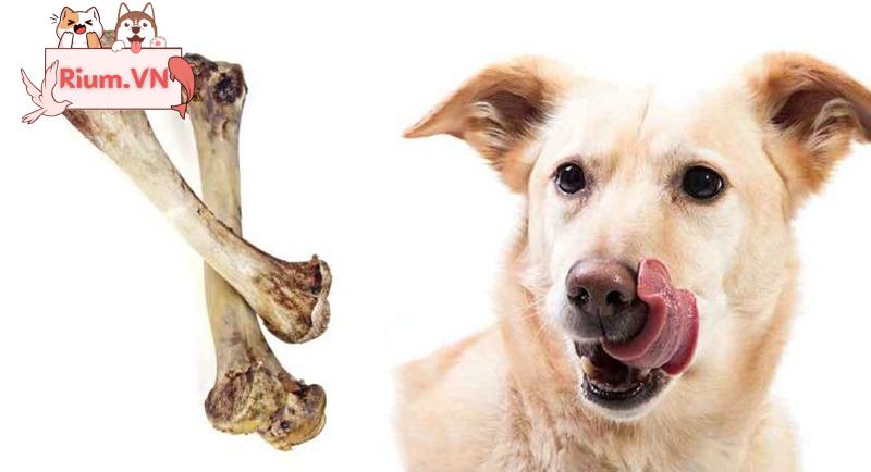 Những lợi ích và nguy hiểm khi cho chó gặm xương