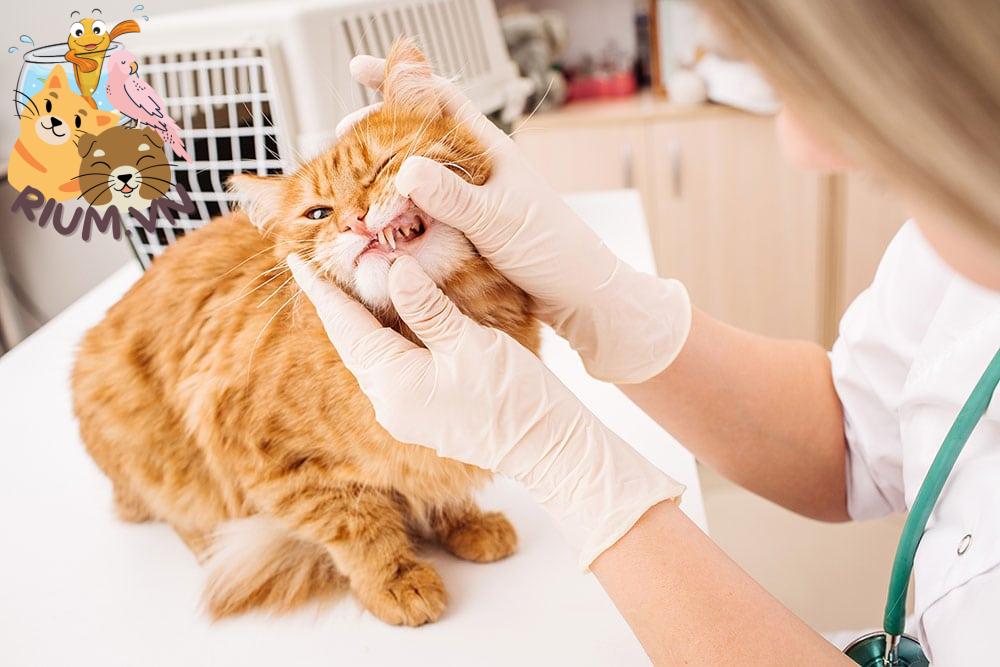 Bác sĩ thú y khám răng cho mèo