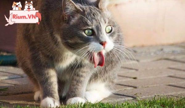 Mèo Có Mùi Hôi: Nguyên Nhân và Giải Pháp