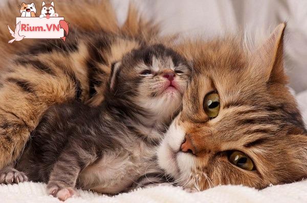 Mẹ Mèo Ăn Gì Để Cung Cấp Đủ Sữa Cho Con?