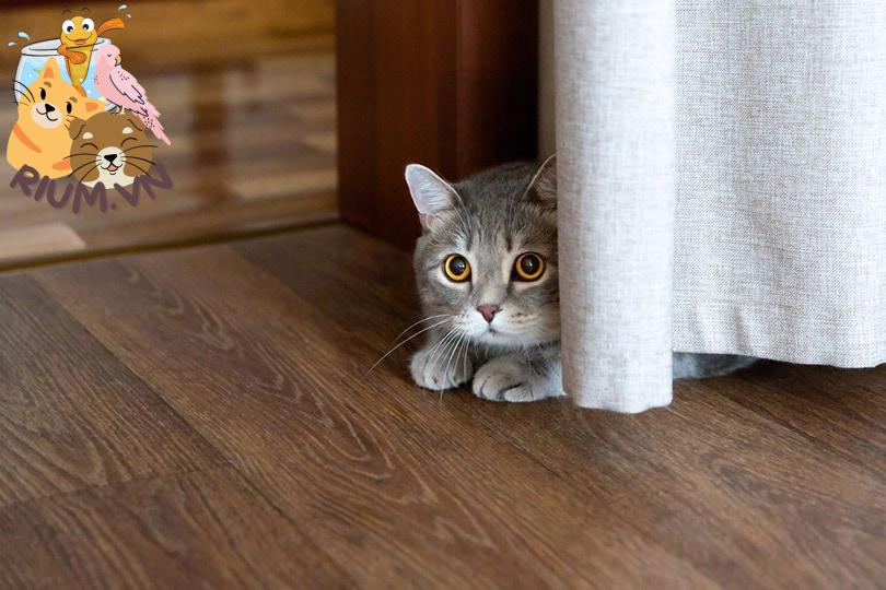 mèo nằm trên sàn trốn sau bức màn