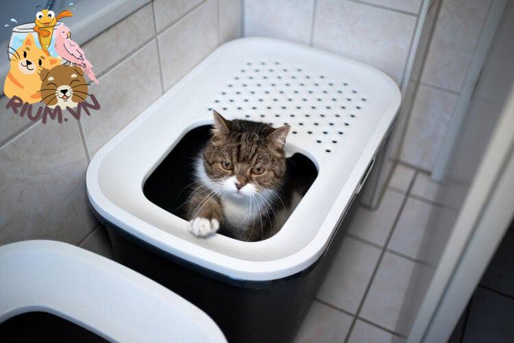 mèo trong khay vệ sinh phòng tắm