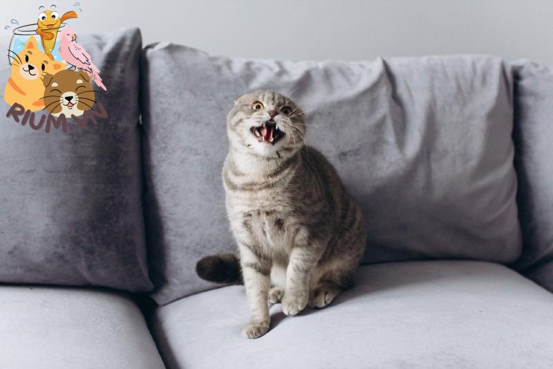 một con mèo hung hăng kêu meo meo sau khi bị bỏ lại một mình trên chiếc ghế dài trong phòng