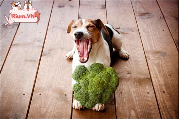 Bông cải xanh an toàn cho chó nhưng chỉ nên ăn ít