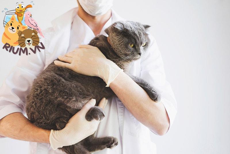 bác sĩ thú y ôm một con mèo cao cấp