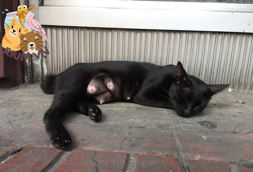 một con mèo đen với núm vú sưng lên đang ngủ trên sàn bê tông của một tòa nhà