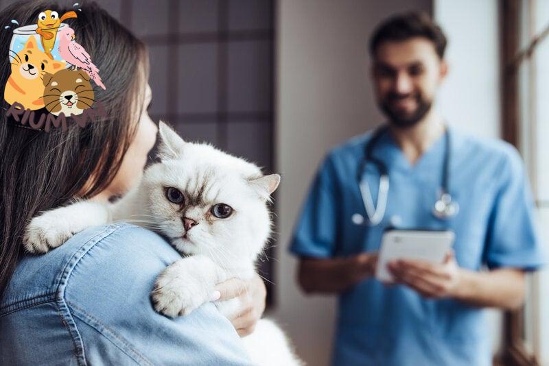 mèo tại bác sĩ thú y với chủ sở hữu và bác sĩ thú y