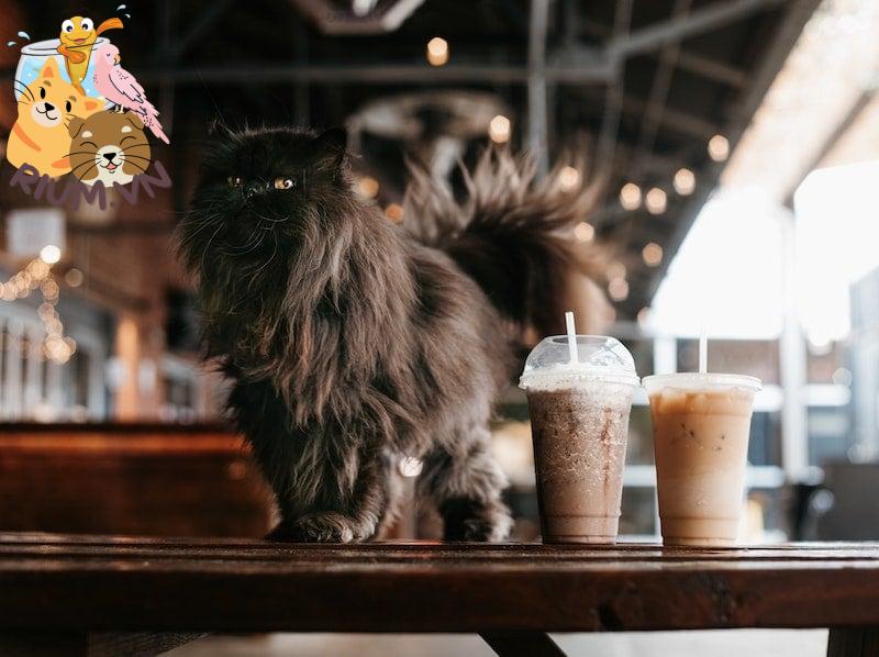 Mèo Ba Tư trong quán cà phê