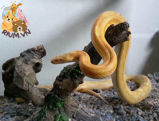 Đây là một con rắn ngô trưởng thành.