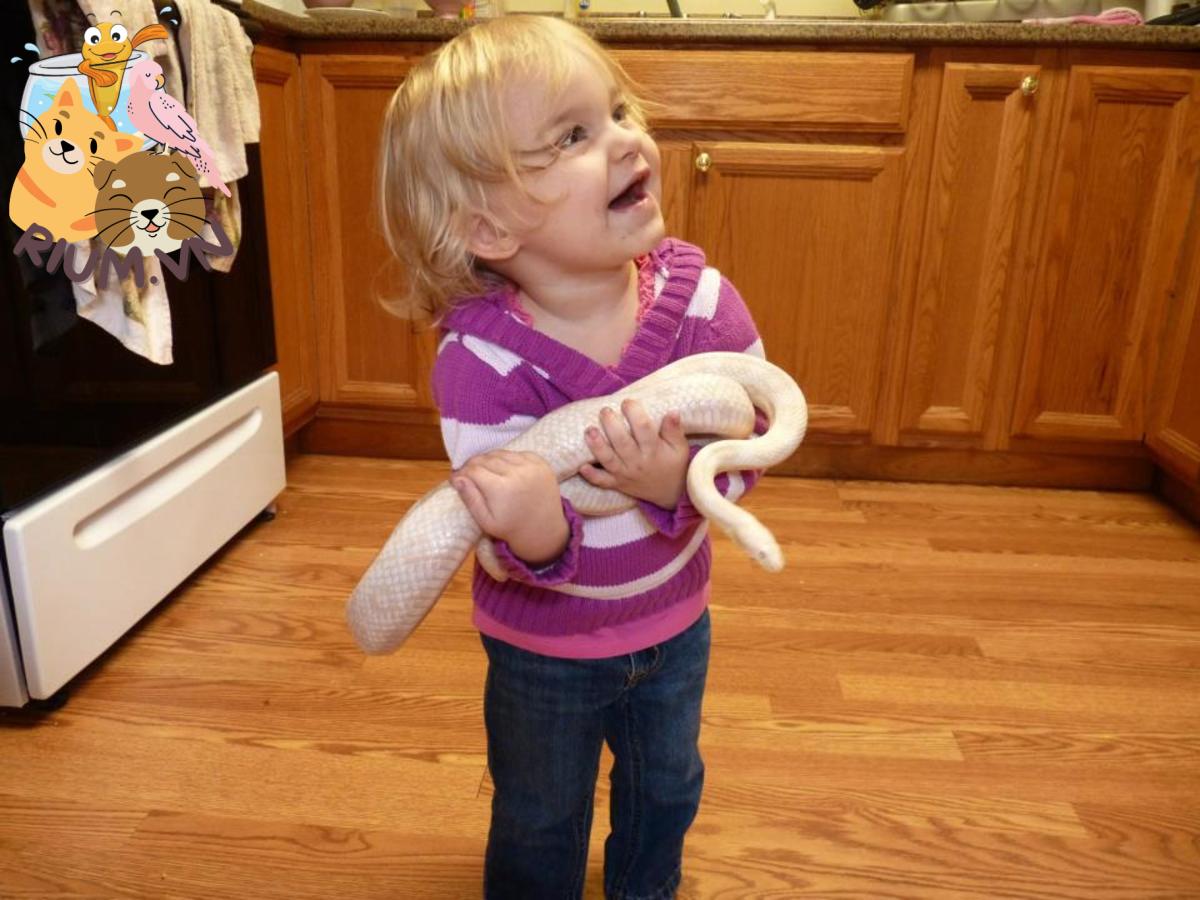 Đây là con gái của chúng tôi với con rắn ngô tuyết trưởng thành của chúng tôi.