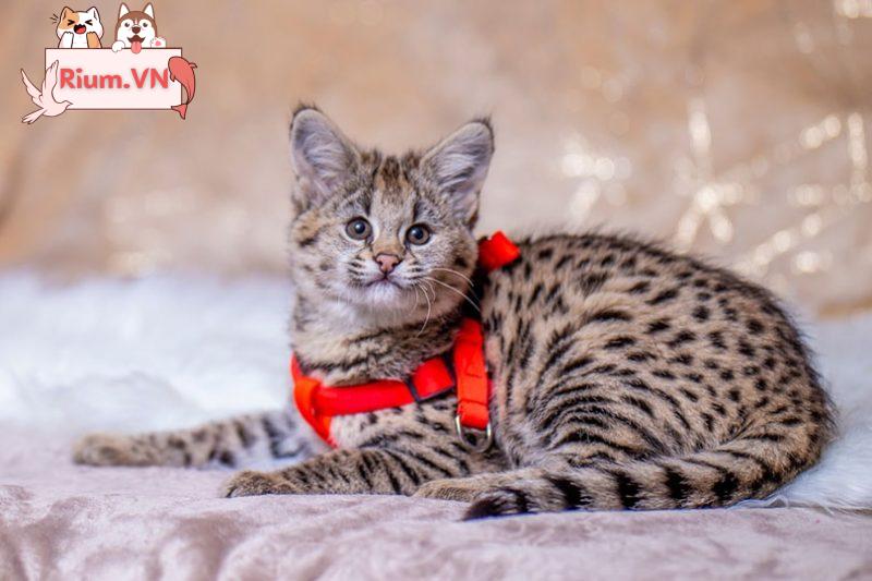mèo Savannah đeo dây nịt màu đỏ