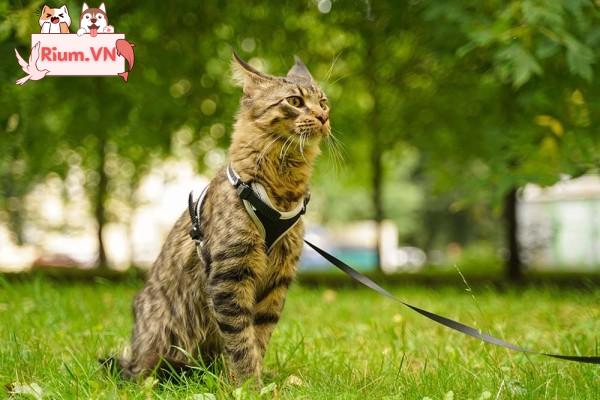 Cách làm cho Mèo quen với dây nịt: 6 Mẹo từ Chuyên gia