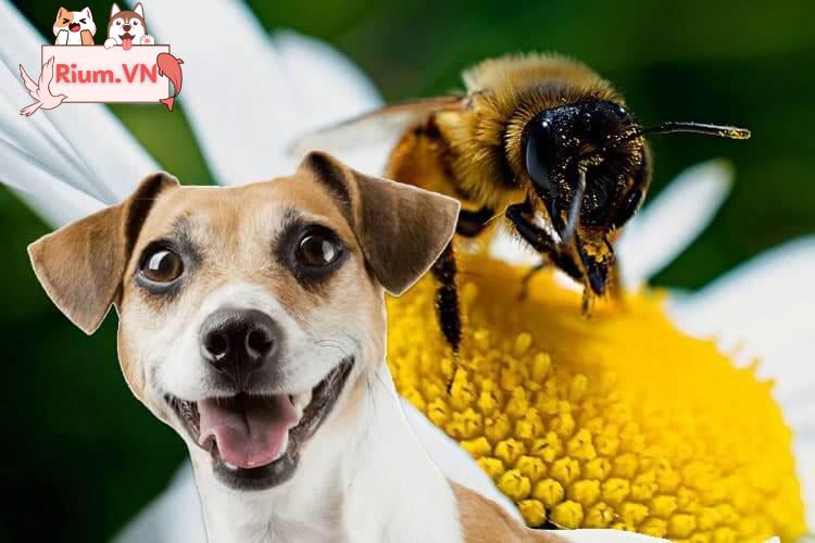 Chăm sóc chó bị ong đốt: Hướng dẫn từ A-Z