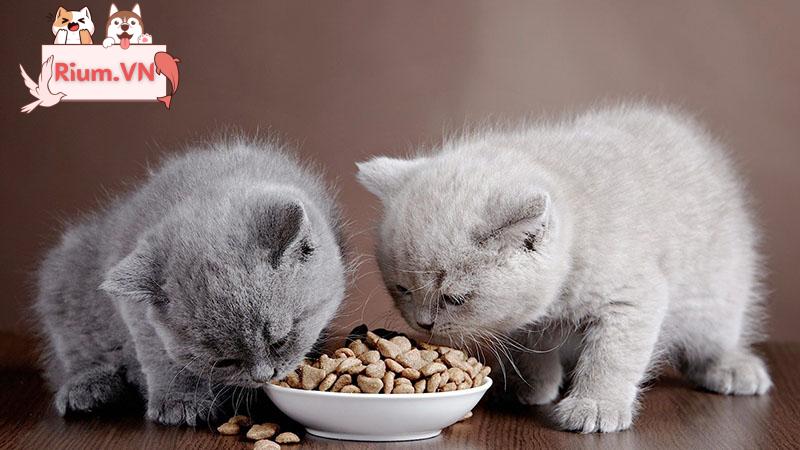 Chọn Thức Ăn Cho Mèo: Hướng Dẫn Tối Ưu