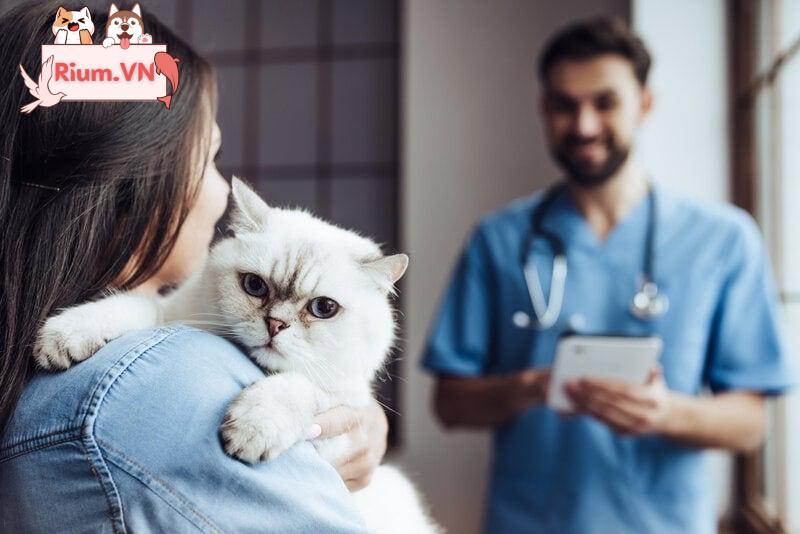 mèo tại bác sĩ thú y với chủ sở hữu và bác sĩ thú y
