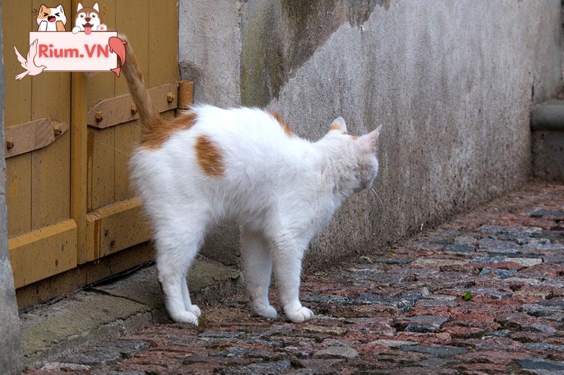 một con mèo trắng xịt cổng gỗ