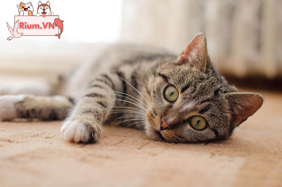 Mèo Nhà Lông Ngắn - Từ Nguồn Gốc Đến Lời Khuyên Nuôi Dưỡng